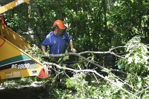 tree services Crawford